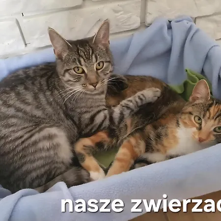 Perla Jezioraka - Caloroczny 100m Z Linia Brzegowa, Bania Z Jacuzzi I Pomostem *