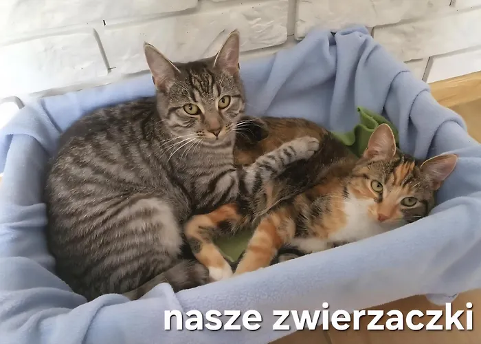 Perla Jezioraka - Caloroczny 100m Z Linia Brzegowa, Bania Z Jacuzzi I Pomostem *